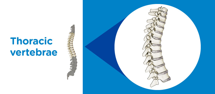 An illustration of the thoracic vertebrae of a child's spine. 