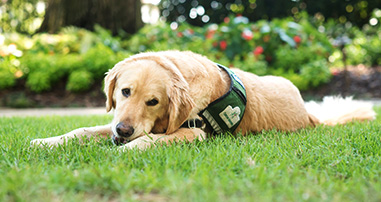 Transplant facility dog Flo lays in grass.